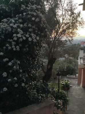 A tree with white flowers, a lamp post, and a stone pathway.