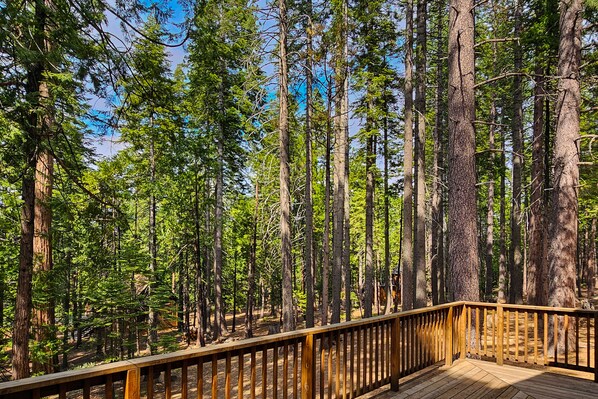 Property grounds - Dog-friendly cabin with gorgeous views, wrap around porch, & wood burning fireplace (Camp Connell)
