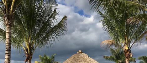 テラス / パティオ