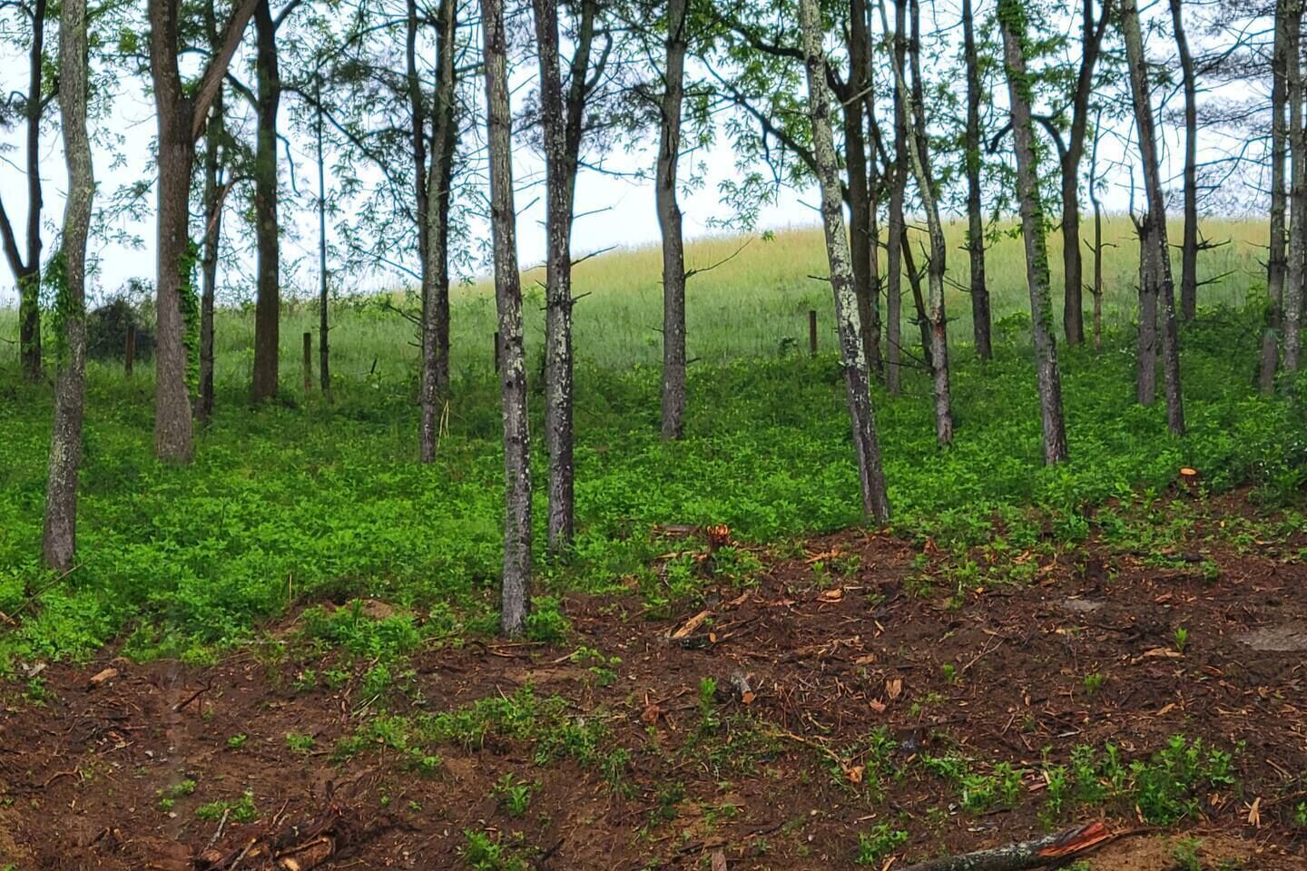 Un área boscosa con árboles altos y el suelo cubierto de vegetación verde.