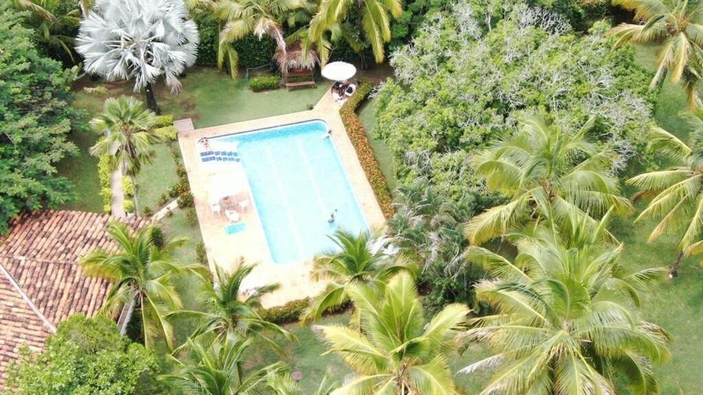 Vista aérea de una piscina rodeada de palmeras y abundante vegetación.