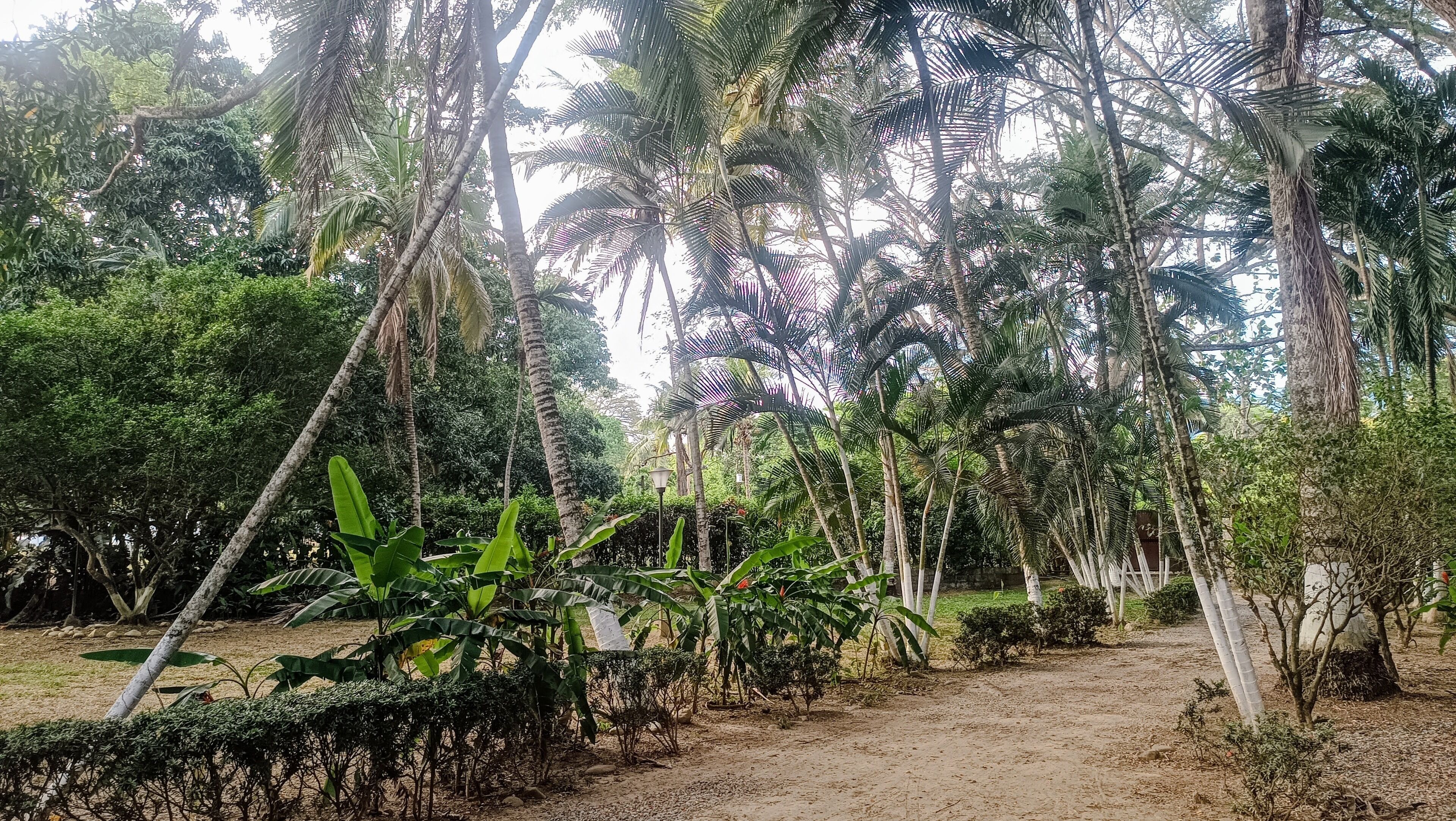 A dirt path surrounded by tall palm trees and dense foliage.