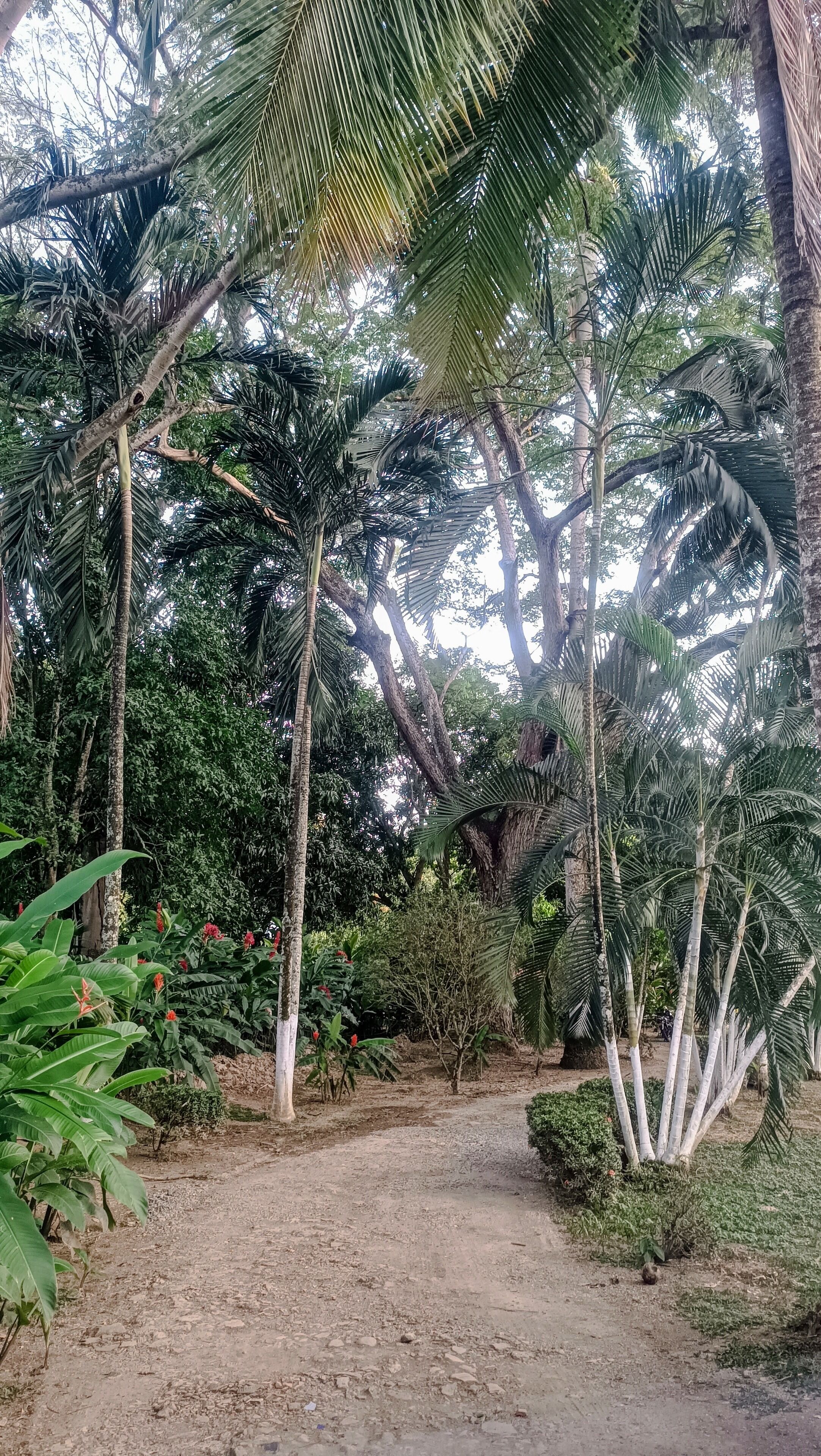 A dirt path surrounded by dense tropical vegetation, including palm trees and various green plants.