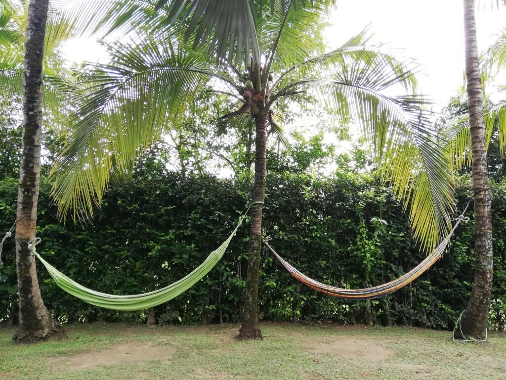 Una hamaca entre palmeras en una zona verde.