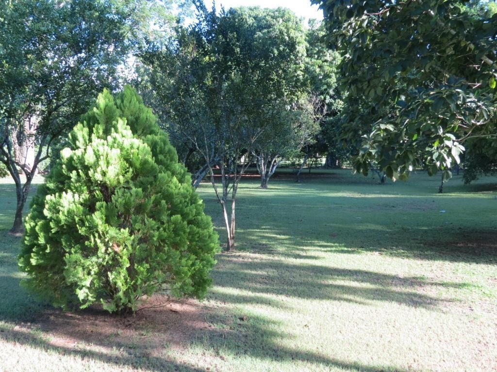 Un parc où l’on trouve une grande variété d’arbres, dont un conifère imposant qui se distingue au premier plan.