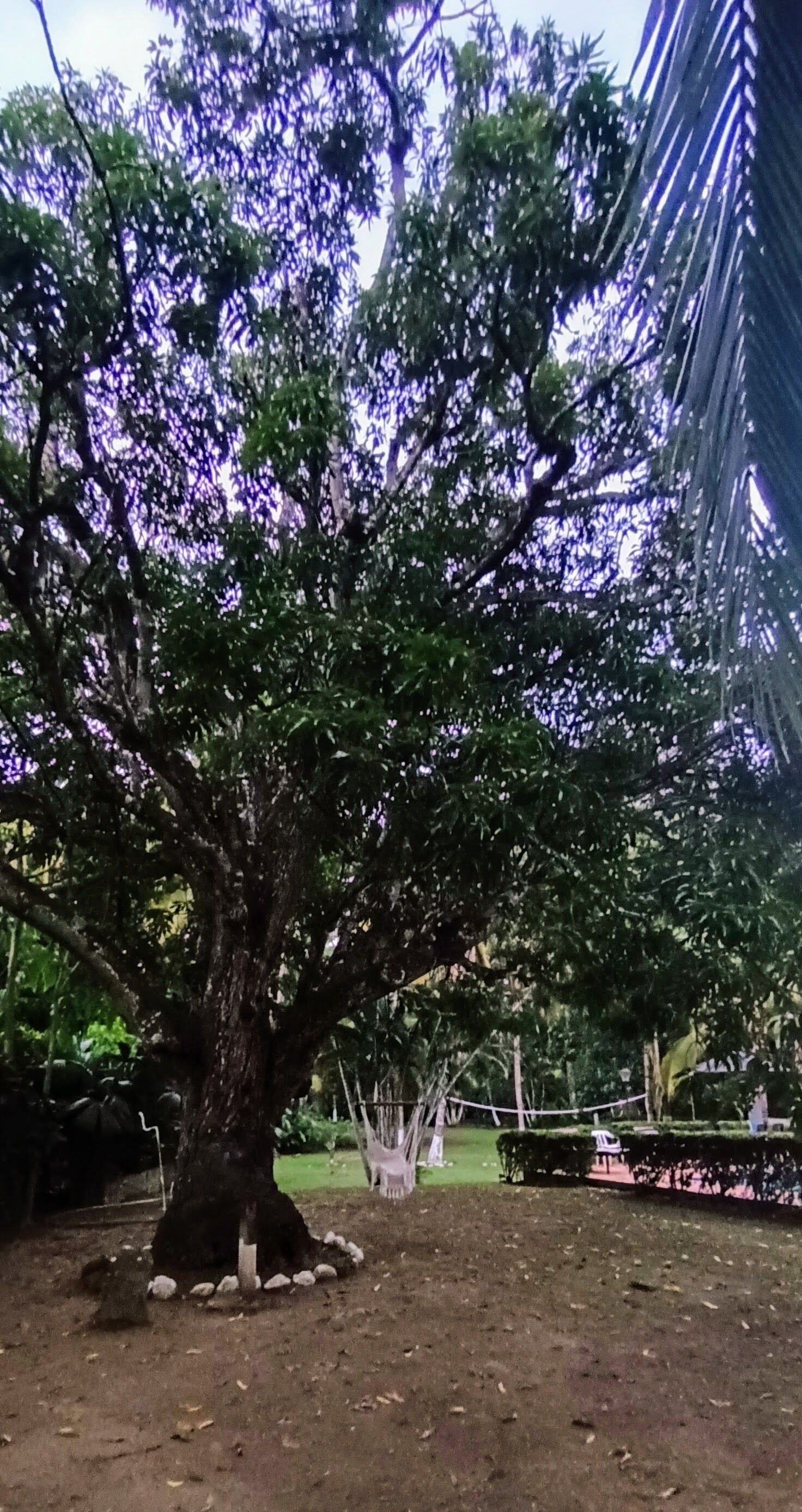 A large tree with a swing in a garden area.