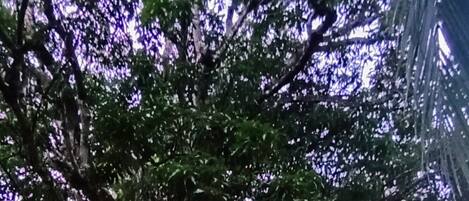 露台/庭院