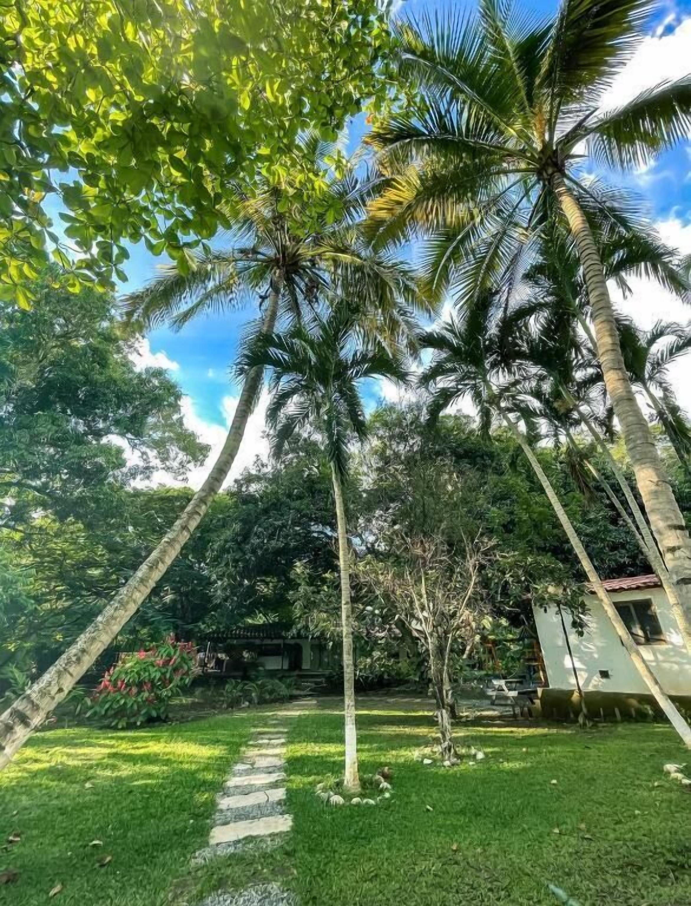 Un exuberante jardín con palmeras, un camino de piedra y un pequeño edificio al fondo.