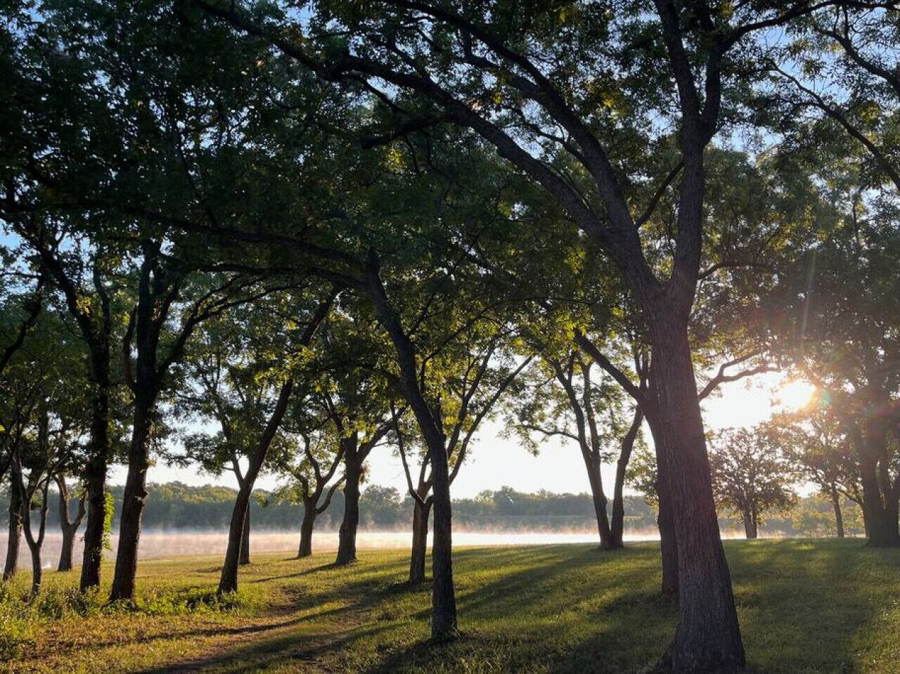 Un parque con árboles y una zona cubierta de césped.