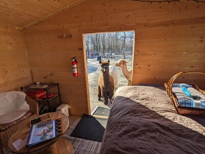 Sleep with Alpacas in Port Hope, an hour away from Toronto