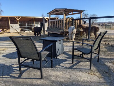 Sleep with Alpacas in Port Hope, an hour away from Toronto
