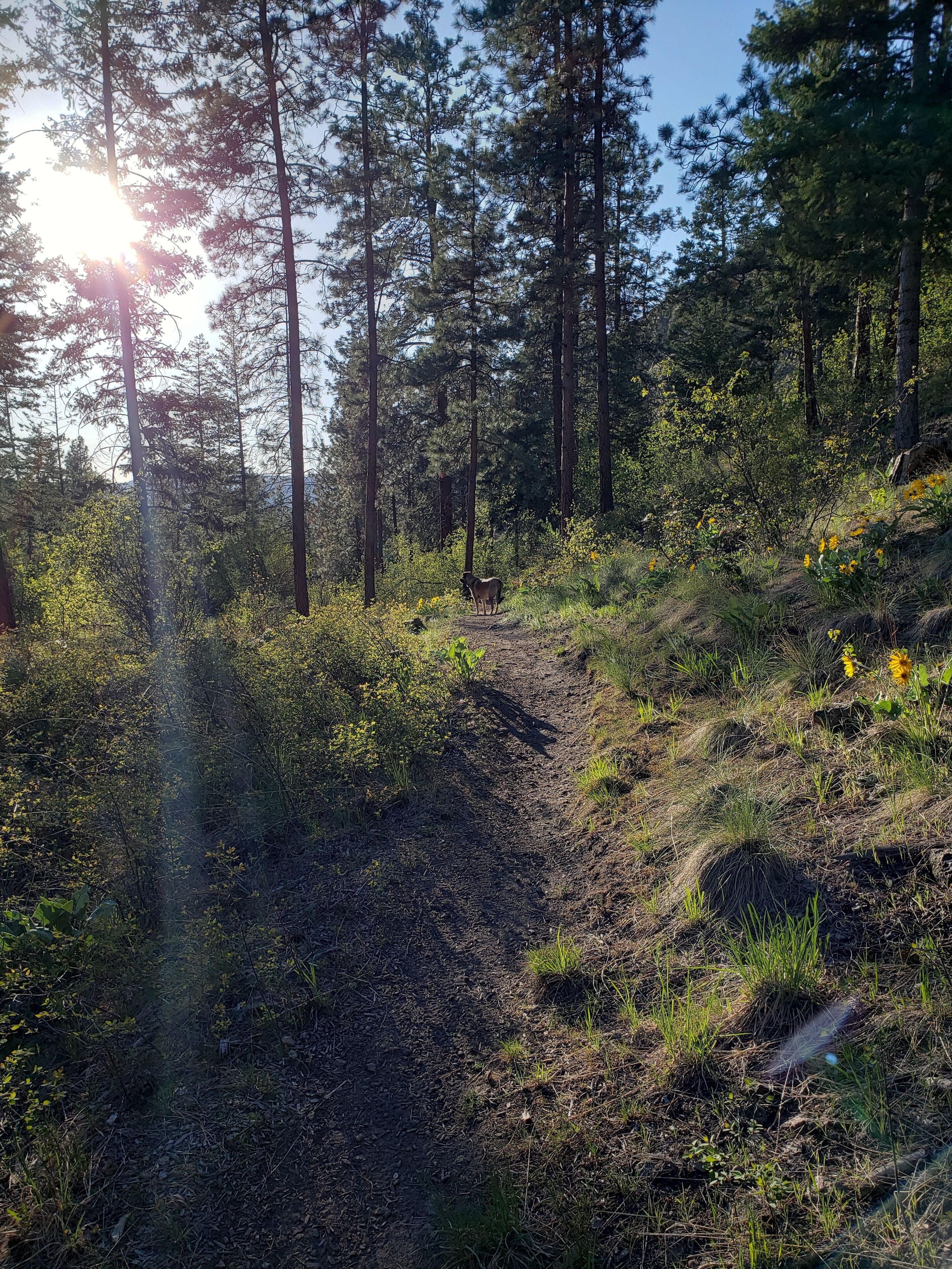 A forested area with a dirt path, tall trees, and sunlight filtering through.