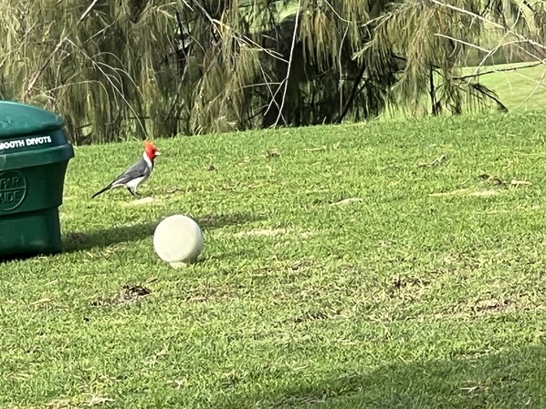 Un pájaro cerca de un contenedor verde con la etiqueta "SMOOTH DIVOT" y un objeto blanco sobre el césped.
