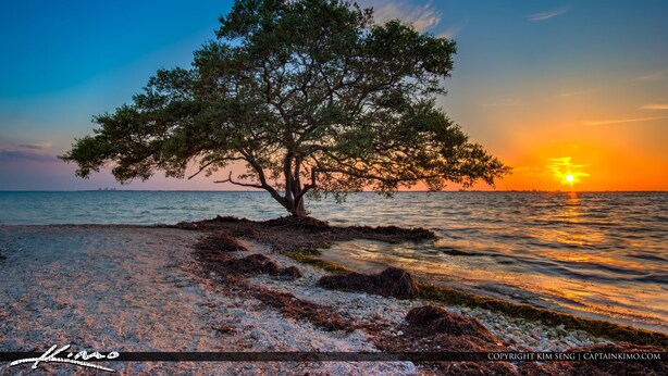 Un arbre au bord de la mer, au coucher du soleil.
