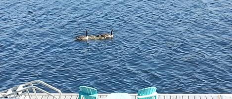 Terrain de lâhĂ©bergement