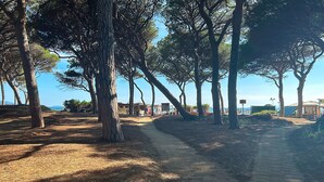 A dirt path flanked by tall trees, leading to a beach area with buildings in the background.