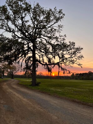 Ein Feldweg führt zu einem großen Baum mit Spanischem Moos, im Hintergrund ein Sonnenuntergang.