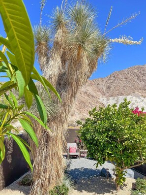 Property grounds - Boho(asis) - Incredible Views, Dog Friendly, Quiet (La Quinta)