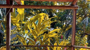 Unclassified image, 5 of 44, button - La Finca Lorena Tayrona (Santa Marta)