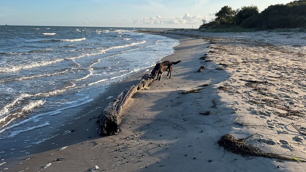 Une plage avec un chien près du bord de l’eau, des vagues et un ciel dégagé.