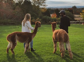 Overnatningsstedets område