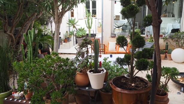 Variedad de plantas en macetas y una pequeña mesa con una taza en un patio.