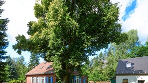 A house with a large tree in front, a brick building with blue shutters, and a white building with a sloped roof. - Kulturhof Dretzen (Buckautal)