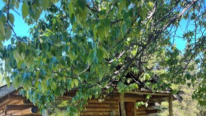 Una cabana de fusta rústica amb un porxo, envoltada de vegetació exuberant.