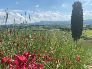 Miscellaneous - Dreaming in Tuscany (Certaldo)