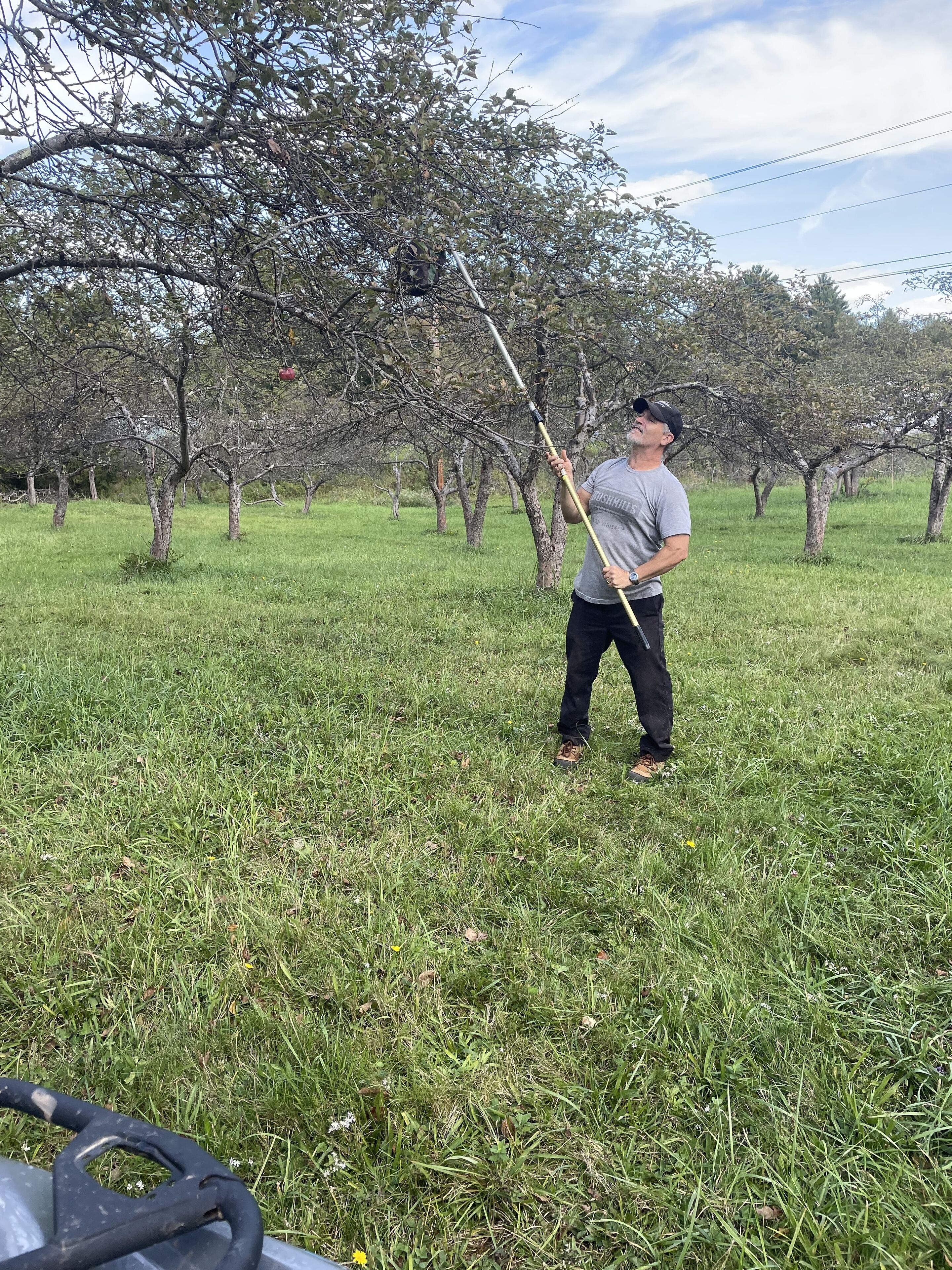 A person in a grassy orchard holding a long pole.