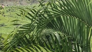 A lush green landscape with a mountain in the background. - Between Earth and sea (Le Lamentin)