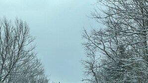 Een met sneeuw bedekte weg, omzoomd door kale bomen.