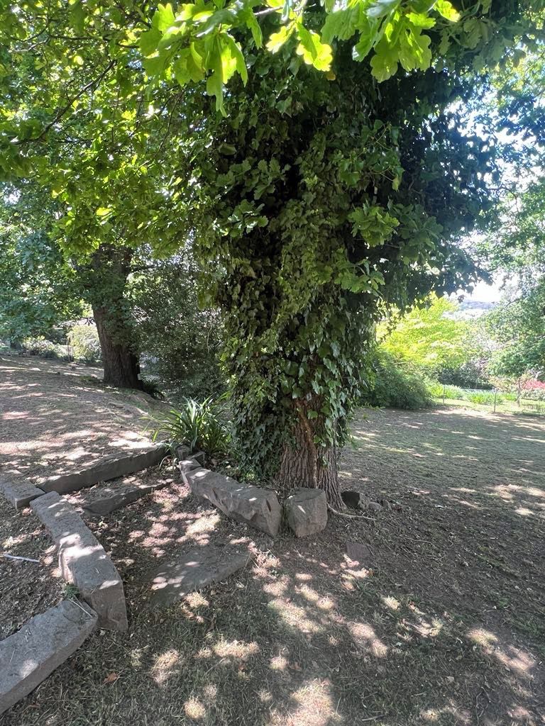 Árbol con follaje denso en un área ajardinada con bordes de piedra.