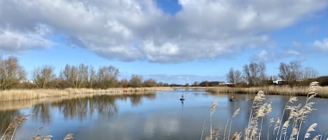 A calm river with reeds and trees in the background.