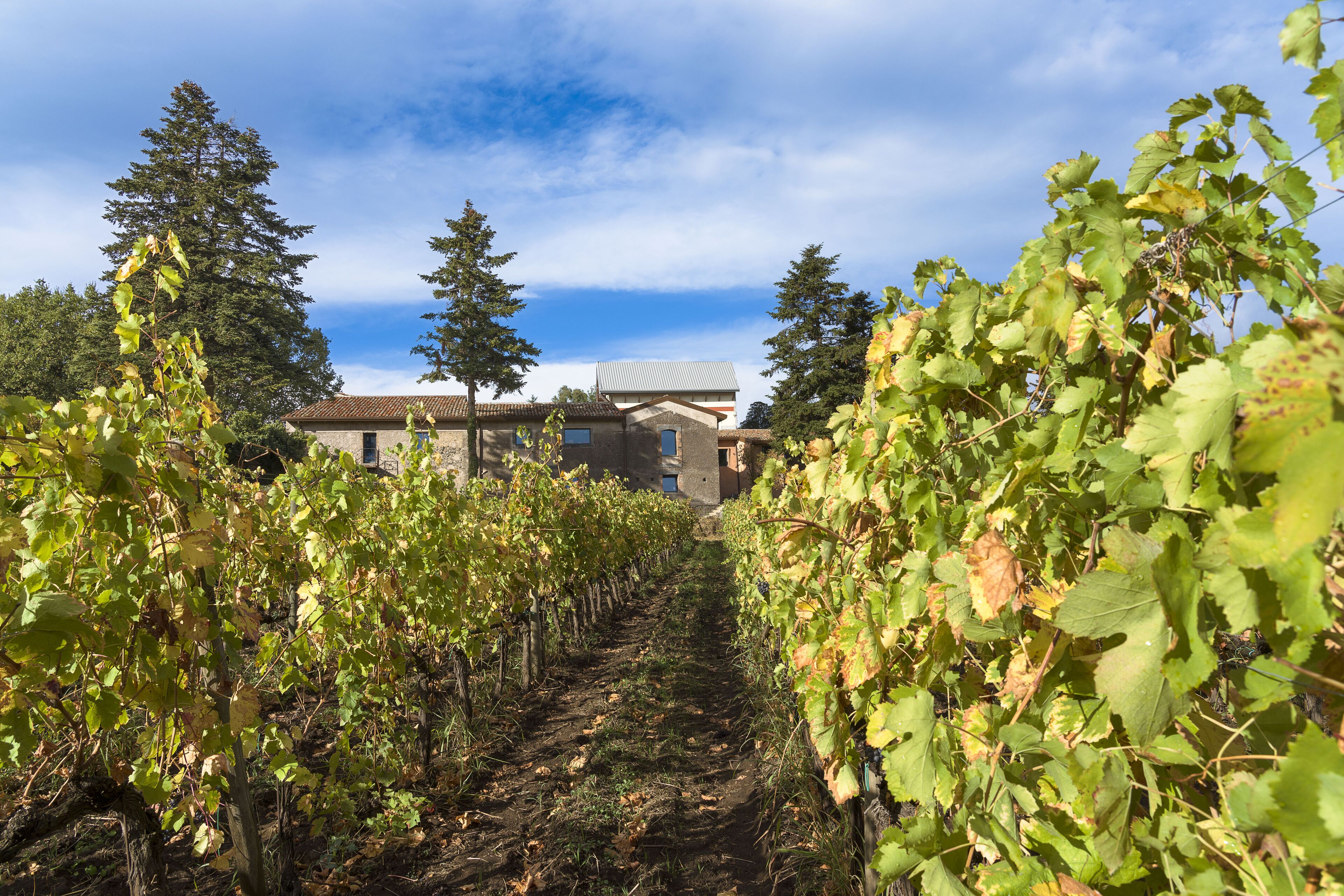 Un sentier traversant un vignoble et menant à un bâtiment doté d’un toit en pente.