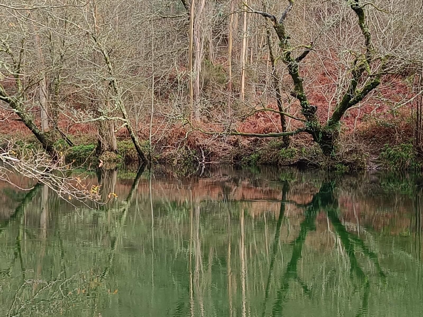 A calm body of water reflecting trees and a clear sky.