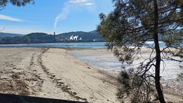 Una spiaggia con un litorale sabbioso, un pino in primo piano e una vista distante su una distesa d'acqua con strutture industriali in lontananza.