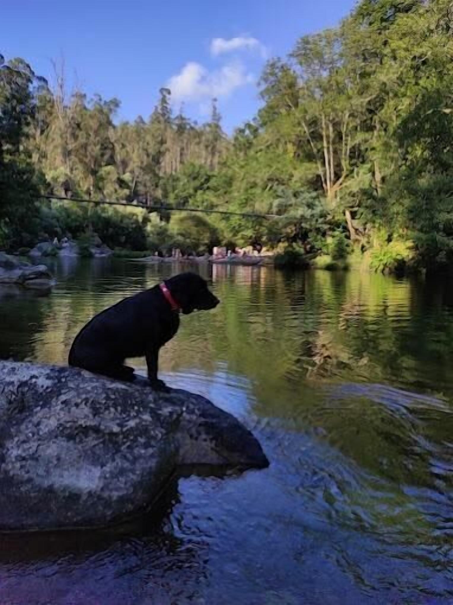 A black dog sitting on a rock by a calm river surrounded by trees.
