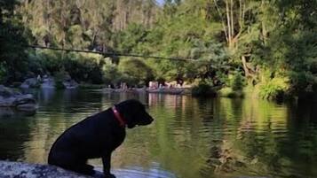 A black dog sitting on a rock by a calm river surrounded by trees.