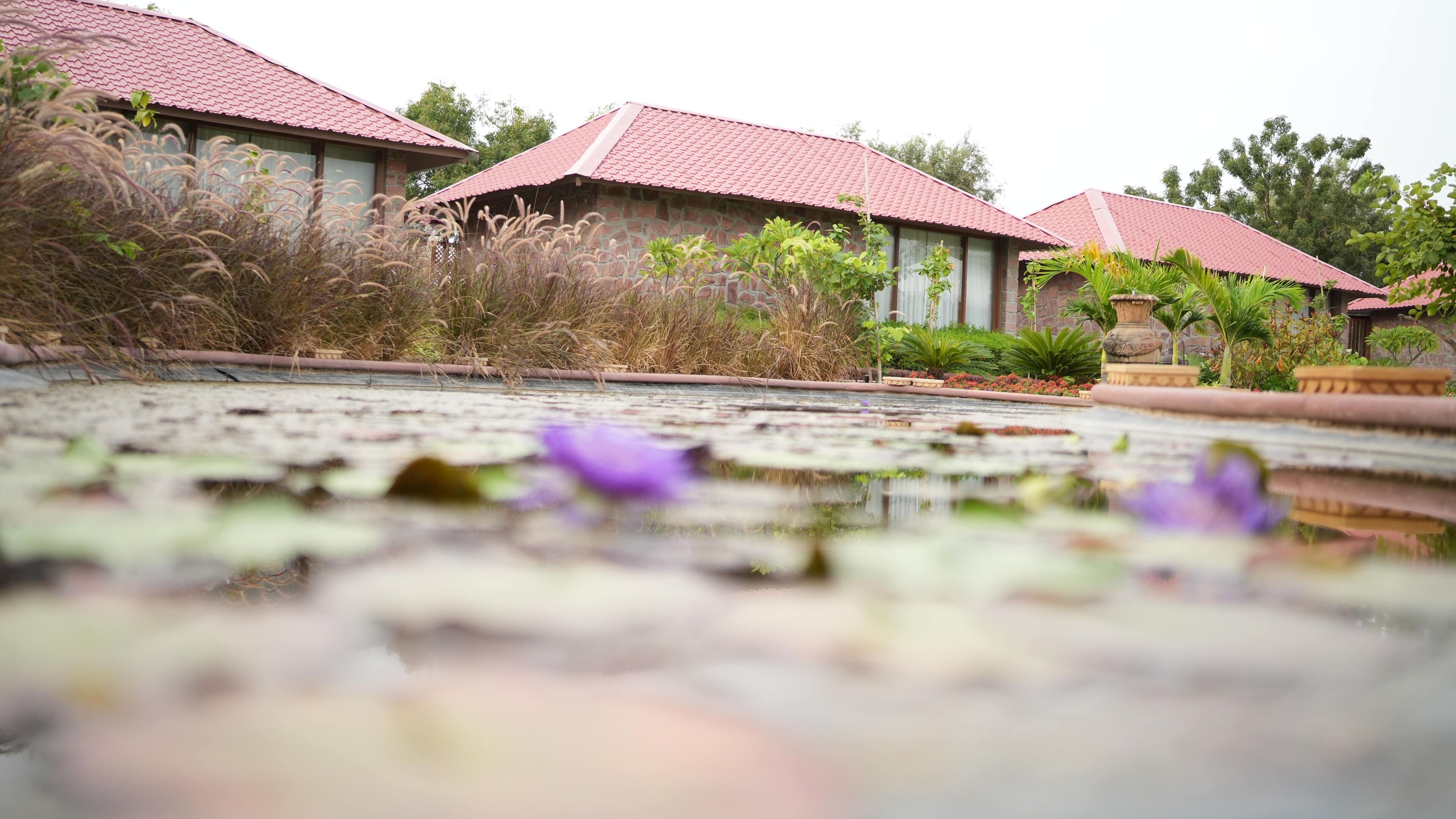 A serene pond with lotus flowers in the foreground, surrounded by lush greenery and traditional-style buildings with red-tiled roofs.