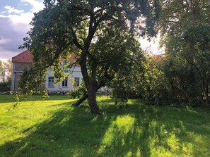 Ein großer Baum auf einer Wiese, im Hintergrund ein Gebäude.