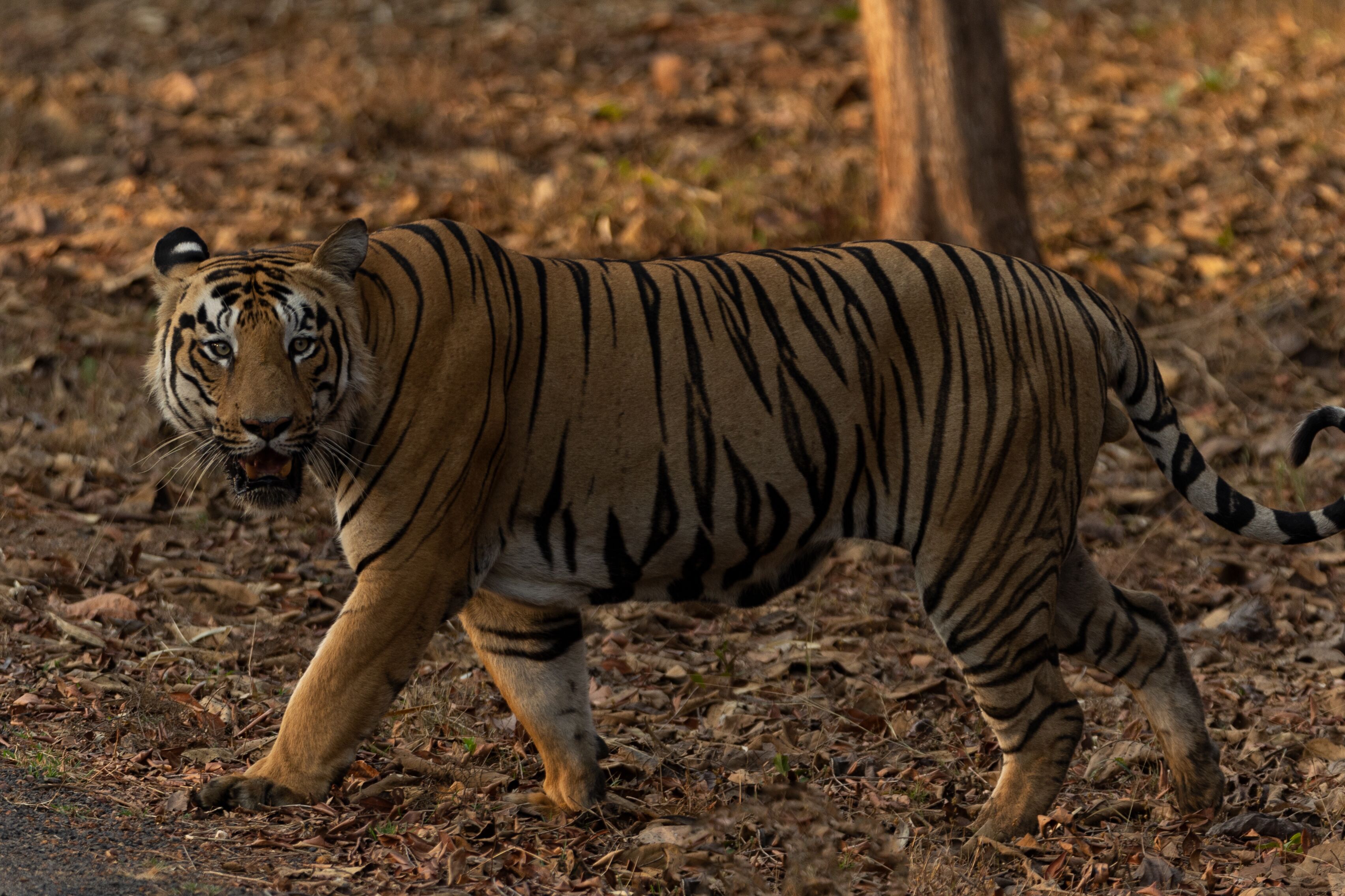 Un tigre caminando en un entorno natural con hojas secas en el suelo.