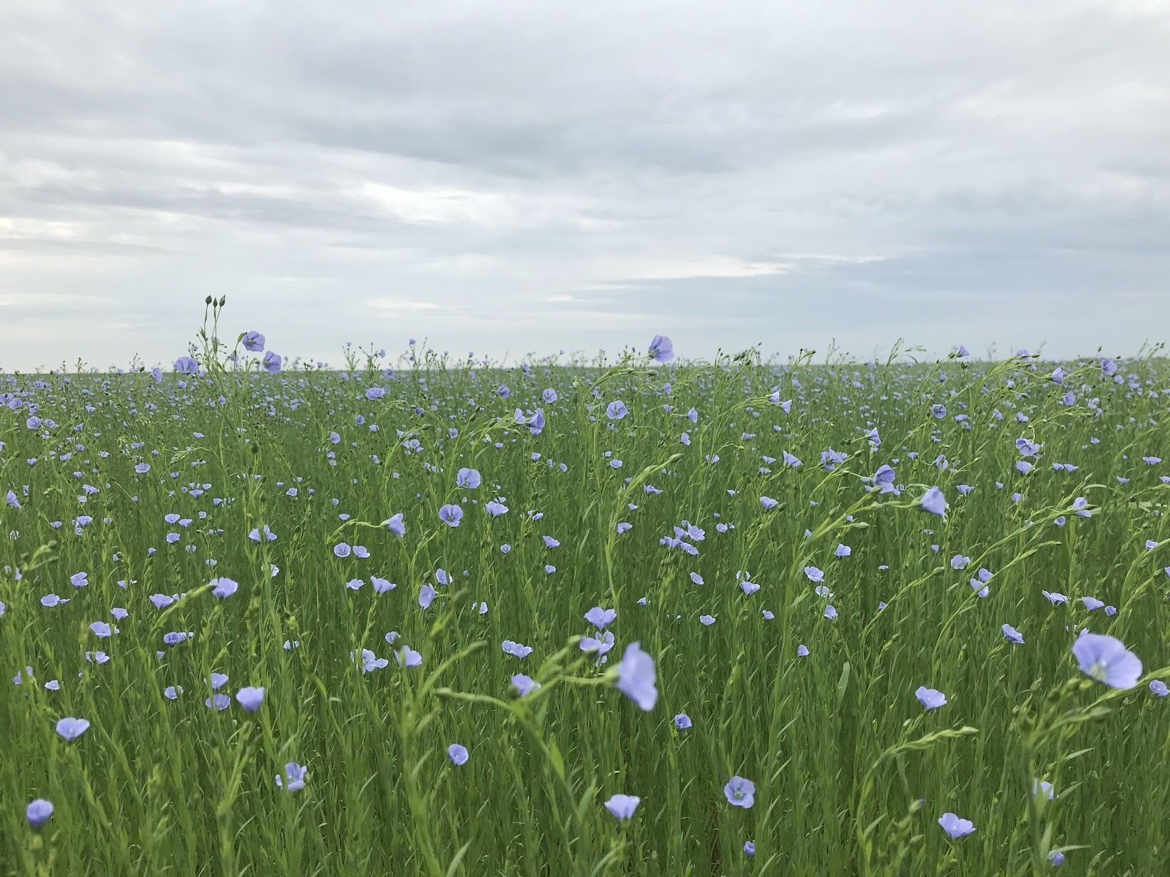 A field of blue flowers under a cloudy sky.