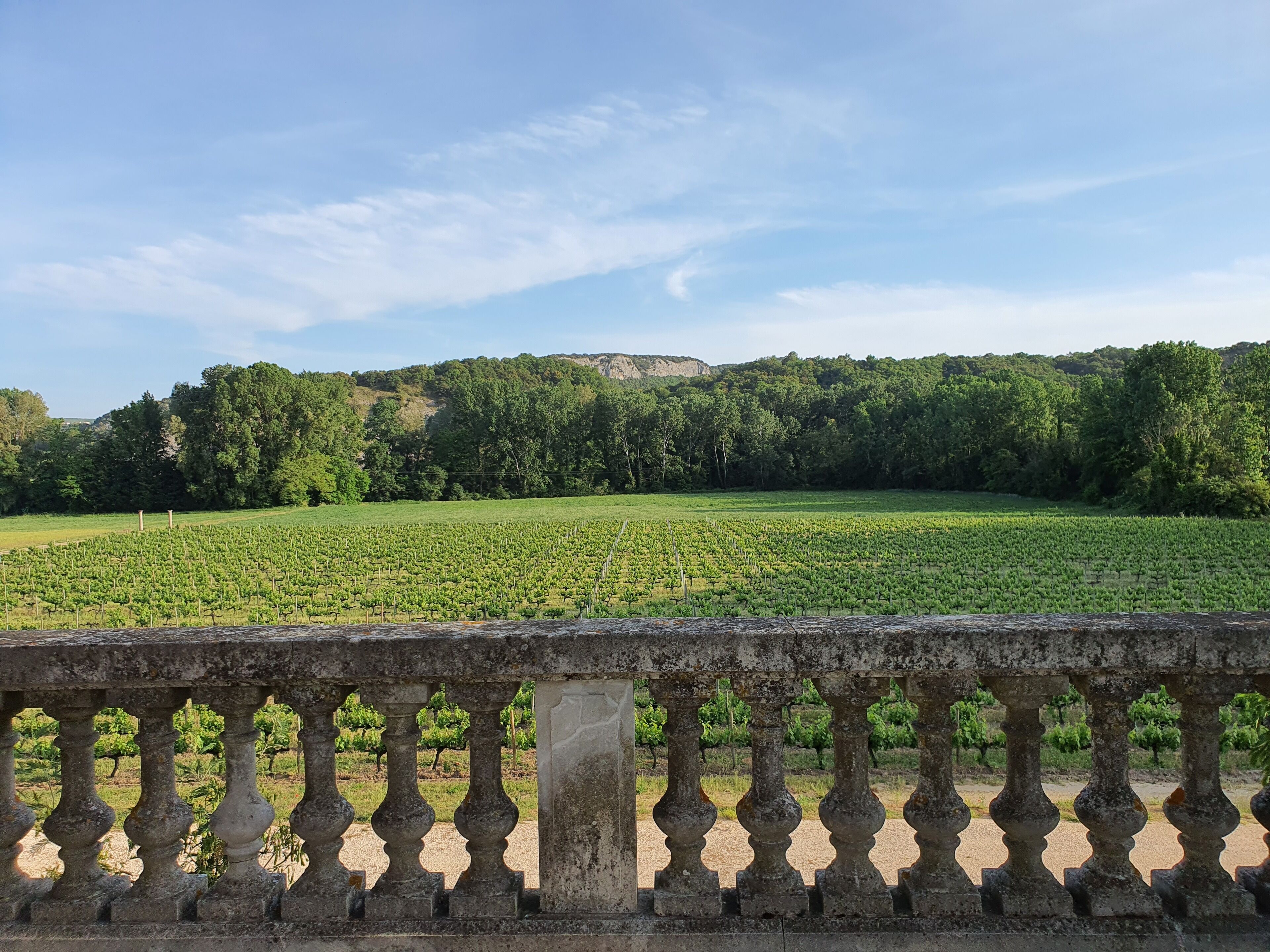 A vineyard with rows of grapevines and a stone balustrade in the foreground.