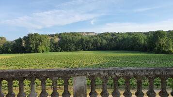 A vineyard with rows of grapevines and a stone balustrade in the foreground.