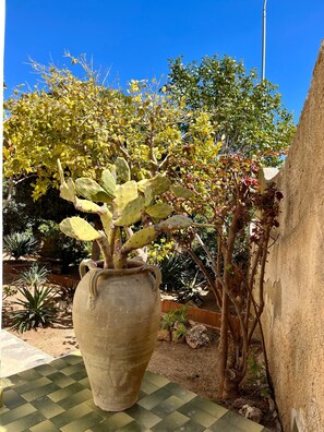 A large cactus plant in a pot, surrounded by various other plants and a clear blue sky. - Villa Letizia with veranda and garden (Noto)