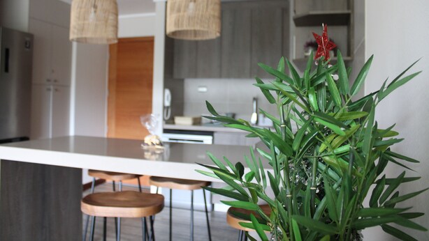 A modern kitchen with a central island, two hanging wicker pendant lights, and a potted plant with green leaves.