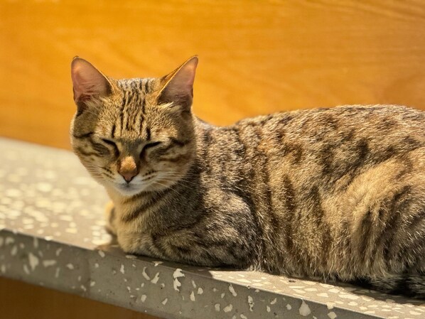 A cat with a striped coat resting on a textured ledge.
