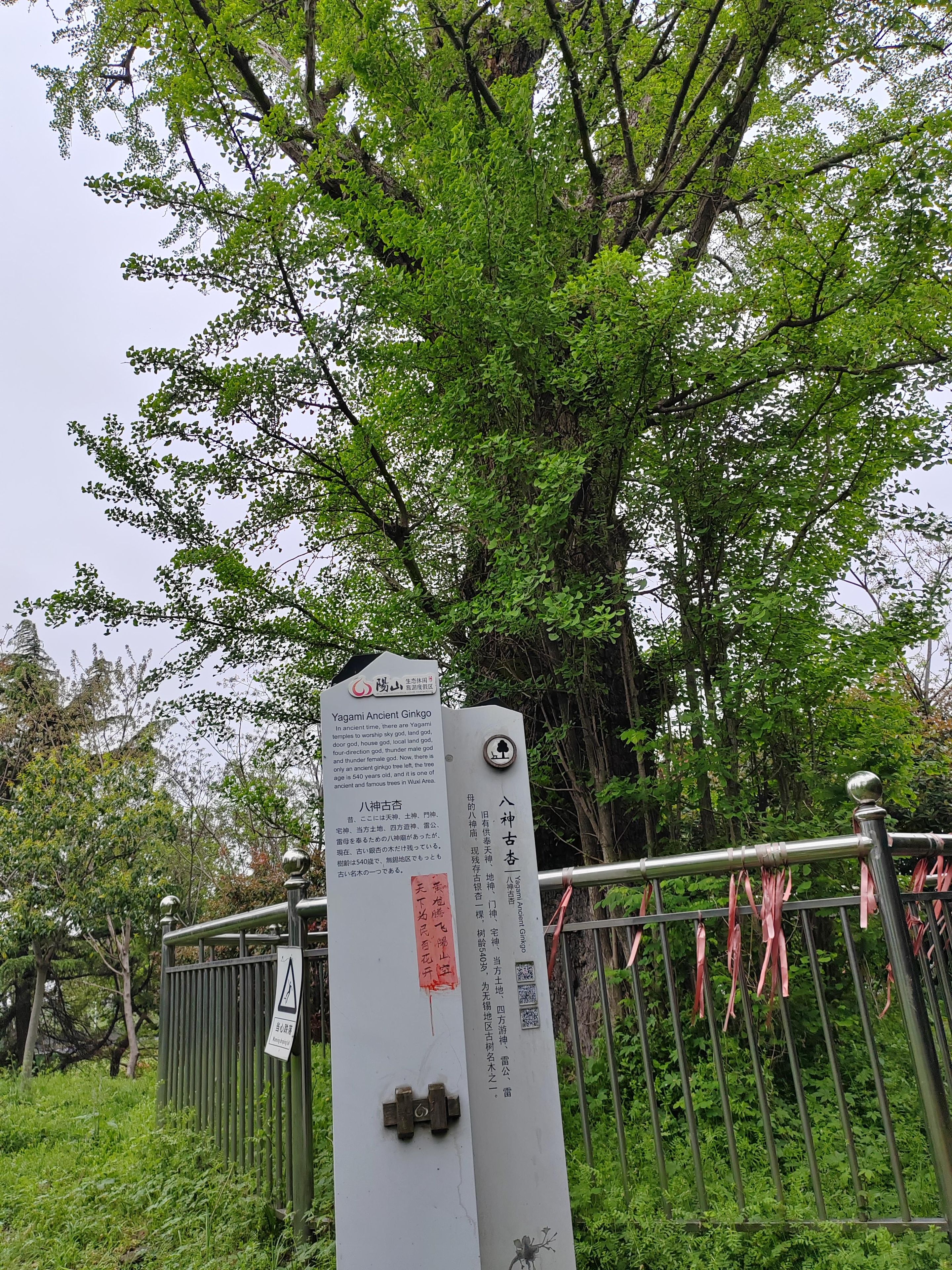 Un cartel con información sobre el Ginkgo Antiguo de Yagami.
