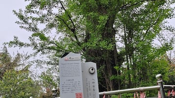 Un cartel con información sobre el Ginkgo Antiguo de Yagami.